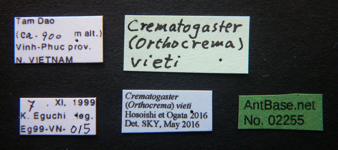 Crematogaster vieti Hosoishi & Ogata, 2016 Label