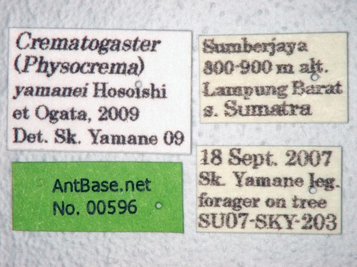 Crematogaster yamanei Hosoishi & Ogata, 2009 Label