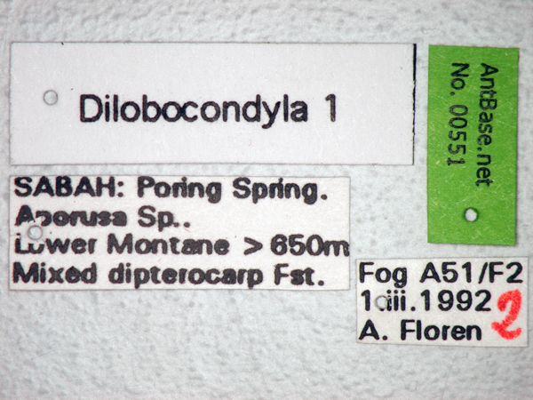 Foto Dilobocondyla sp 1 Label