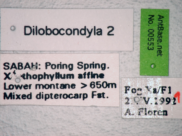 Foto Dilobocondyla sp 2 Label