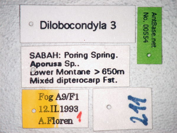 Foto Dilobocondyla sp 3 Label