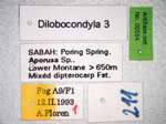 Dilobocondyla sp 3 Label