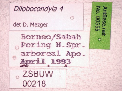 Dilobocondyla sp 4 Label