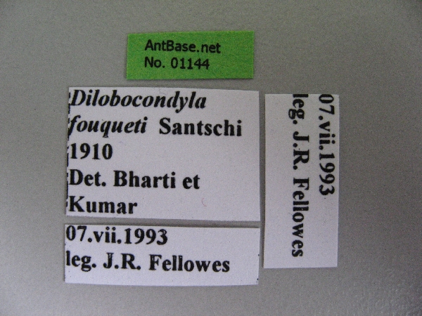 Foto Dilobocondyla fouqueti Santschi, 1910 Label