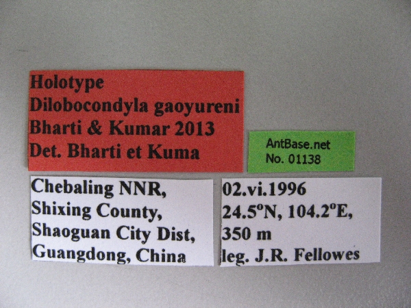 Foto Dilobocondyla gaoyureni Bharti & Kumar, 2013 Label