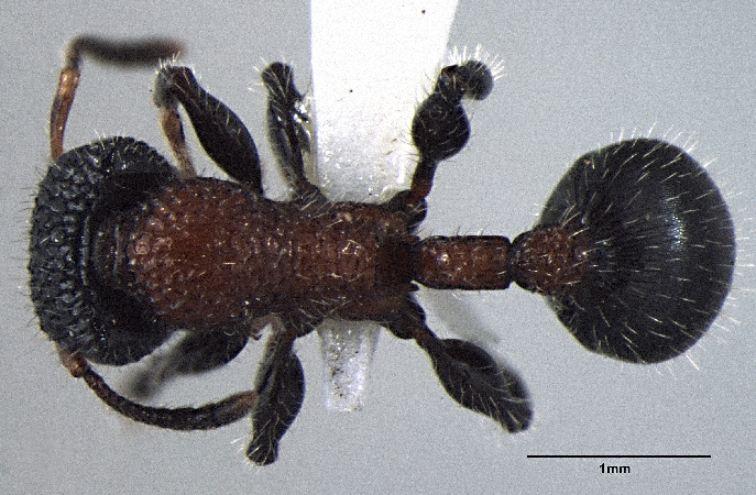 Dilobocondyla gasteroreticulatus Bharti & Kumar, 2013 dorsal
