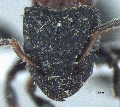 Dilobocondyla gasteroreticulatus Bharti & Kumar, 2013 frontal