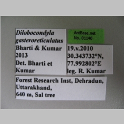 Dilobocondyla gasteroreticulatus Bharti & Kumar, 2013 Label