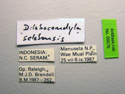 Dilobocondyla selebensis Emery, 1898 Label
