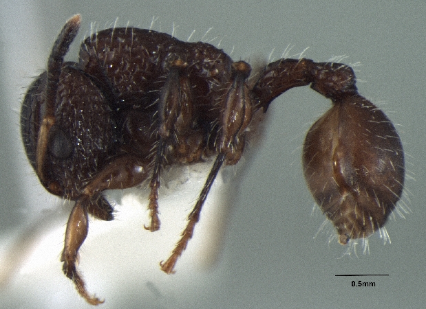 Dilobocondyla yamanei Bharti & Kumar, 2013 lateral
