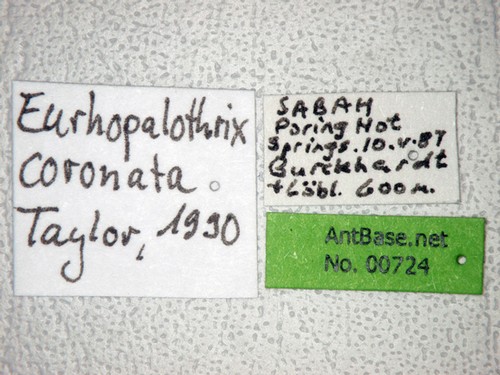 Eurhopalothrix coronata Taylor, 1990 Label