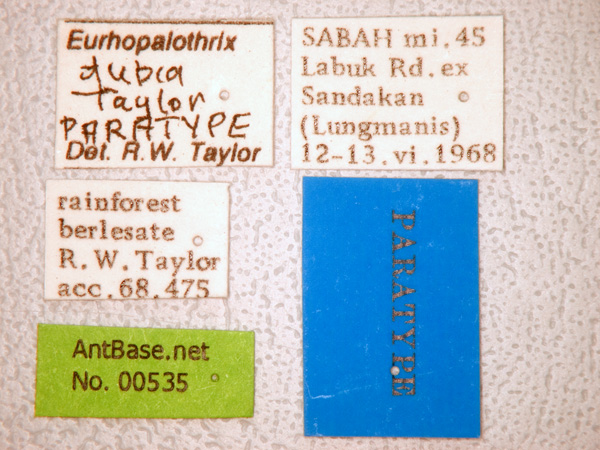 Foto Eurhopalothrix dubia Taylor, 1990 Label