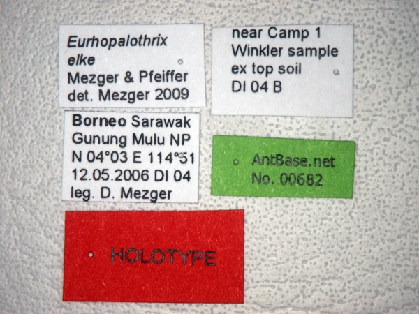 Foto Eurhopalothrix elke Mezger & Pfeiffer, 2010 Label