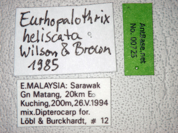 Foto Eurhopalothrix heliscata Wilson & Brown, 1985 Label