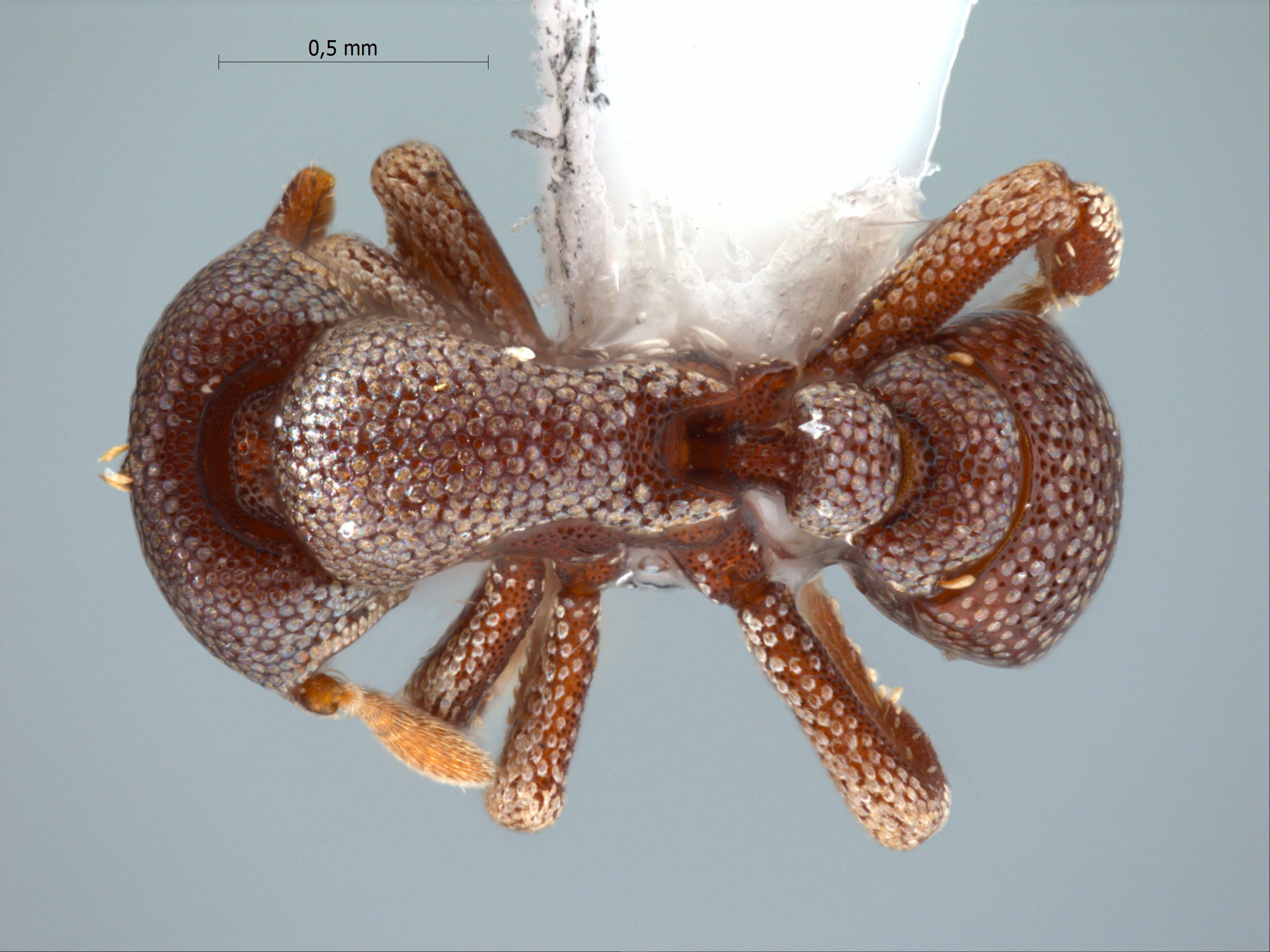 Foto Eurhopalothrix platisquama Taylor,1990 dorsal