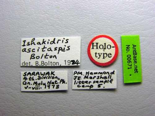 Ishakidris ascitaspis Bolton, 1984 Label