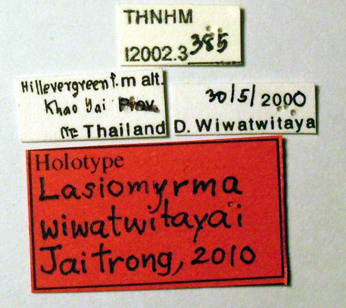 Foto Lasiomyrma wiwatwitayai Jaitrong, 2010 Label