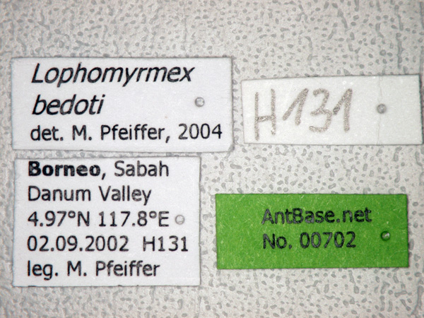 Foto Lophomyrmex bedoti Emery,1893 Label