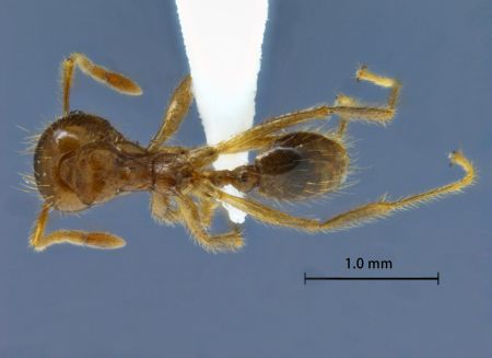 Lophomyrmex indosinensis Yamane & Hosoishi, 2014 dorsal