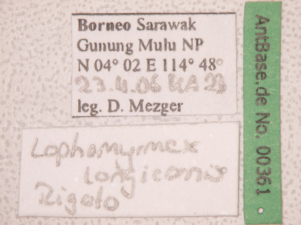 Foto Lophomyrmex longicornis Rigato,1994 Label