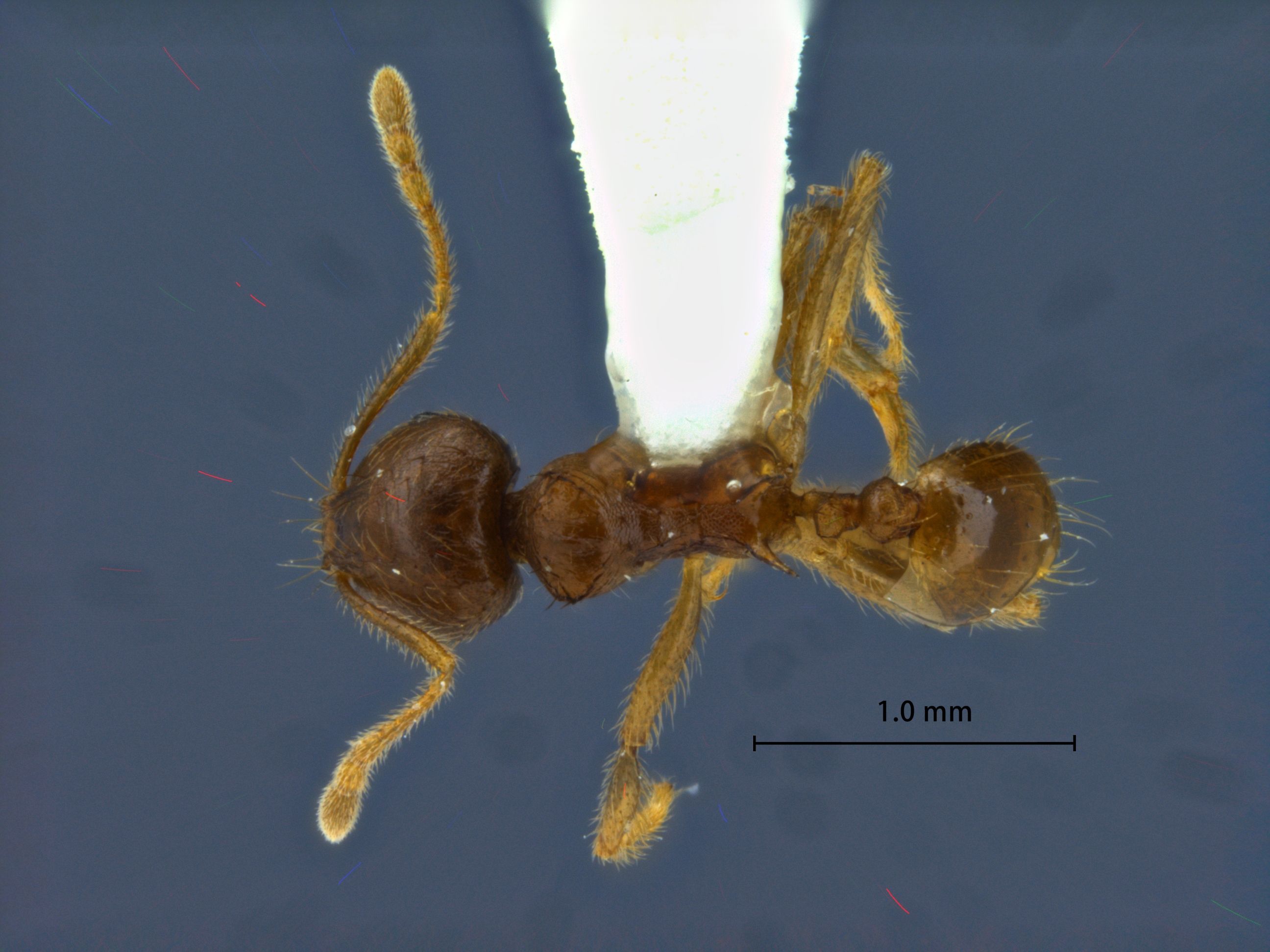 Foto Lophomyrmex striatulus Rigato dorsal