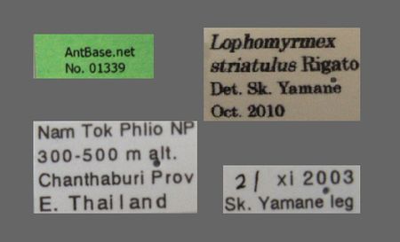 Lophomyrmex striatulus Rigato Label