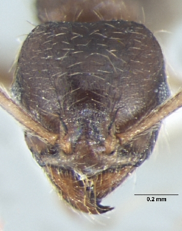 Lophomyrmex terraceensis Bharti & Kumar, 2012 frontal