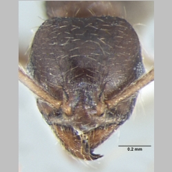 Lophomyrmex terraceensis Bharti & Kumar, 2012 frontal