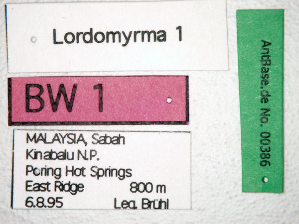 Foto Lordomyrma sp. 1 Label