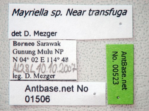 Mayriella sp near transfuga Label