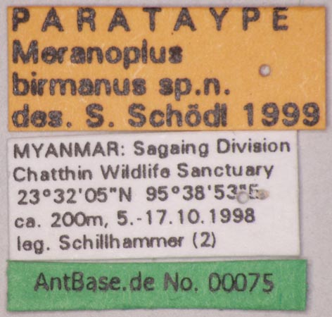 Foto Meranoplus birmanus Schoedl, 1999 Label