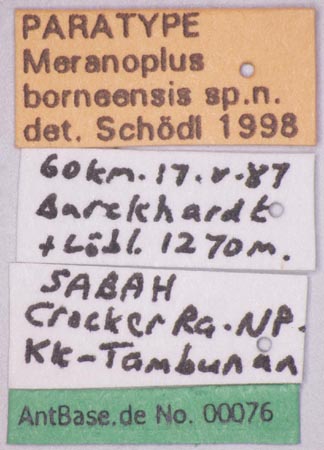 Meranoplus borneensis Schoedl, 1998 Label