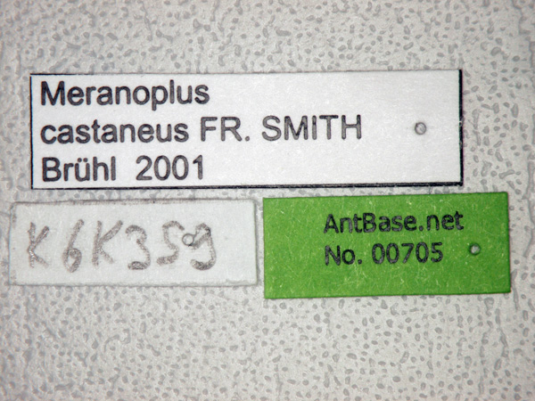 Foto Meranoplus castaneus Smith, 1857 Label