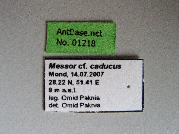 Foto Messor caducus Victor, 1839 Label