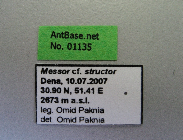 Foto Messor structor Latreille, 1798 Label