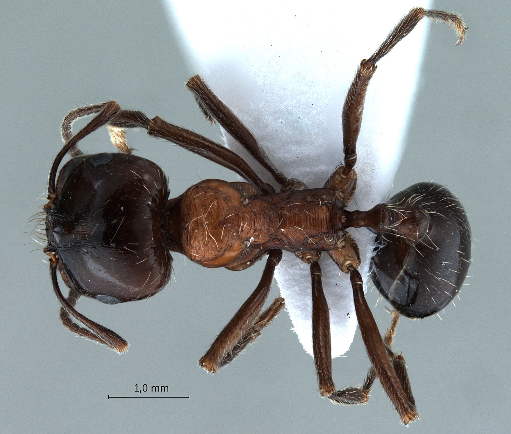 Foto Messor denticulatus Santschi, 1927 dorsal