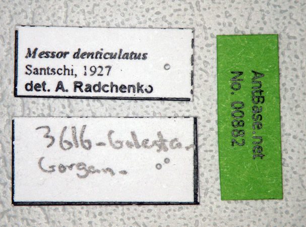 Foto Messor denticulatus Santschi, 1927 Label
