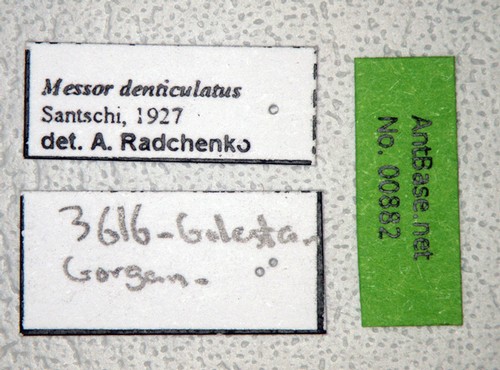 Messor denticulatus Santschi, 1927 Label