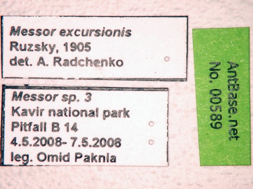 Messor excursionis Ruzsky, 1905 Label