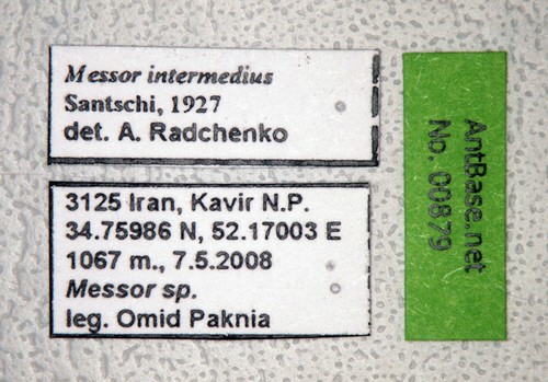 Messor intermedius Santschi, 1927 Label