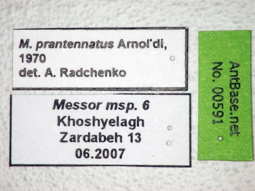 Messor perantennatus Arnol'di, 1969 Label