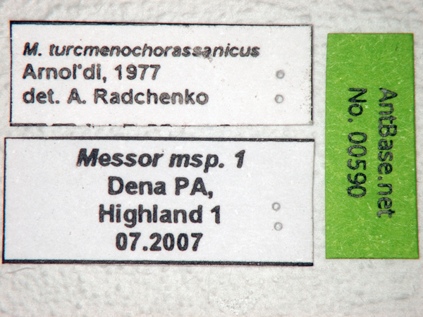 Foto Messor turcmenochorassanicus Arnol'di, 1977 Label