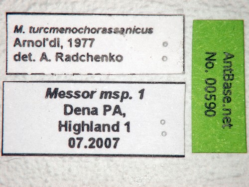 Messor turcmenochorassanicus Arnol'di, 1977 Label