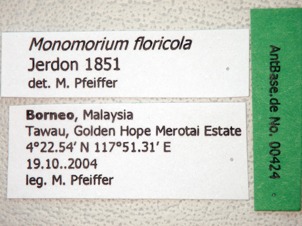 Foto Monomorium floricola Jerdon,1851 Label