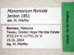 Monomorium floricola Jerdon,1851 Label