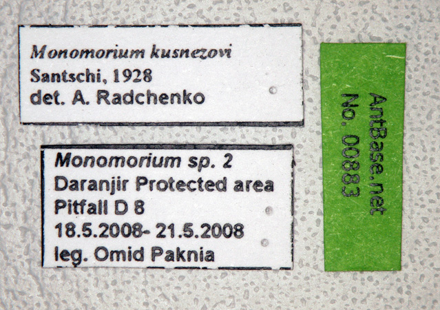 Foto Monomorium indicum kusnezowi Santschi, 1928 Label