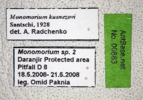 Monomorium indicum kusnezowi Santschi, 1928 Label