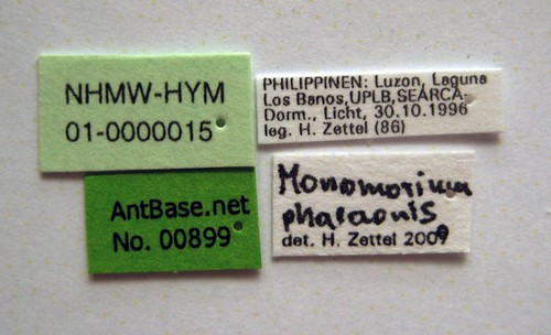 Monomorium pharaonsis Linnaeus, 1758 Label