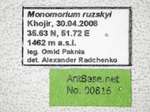 Monomorium ruzskyi Dlussky & Zabelin, 1985 Label
