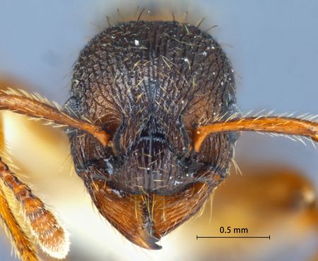 Myrmica ademonia Bolton, 1995 frontal